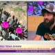 Да изминеш пеша 4240 километра