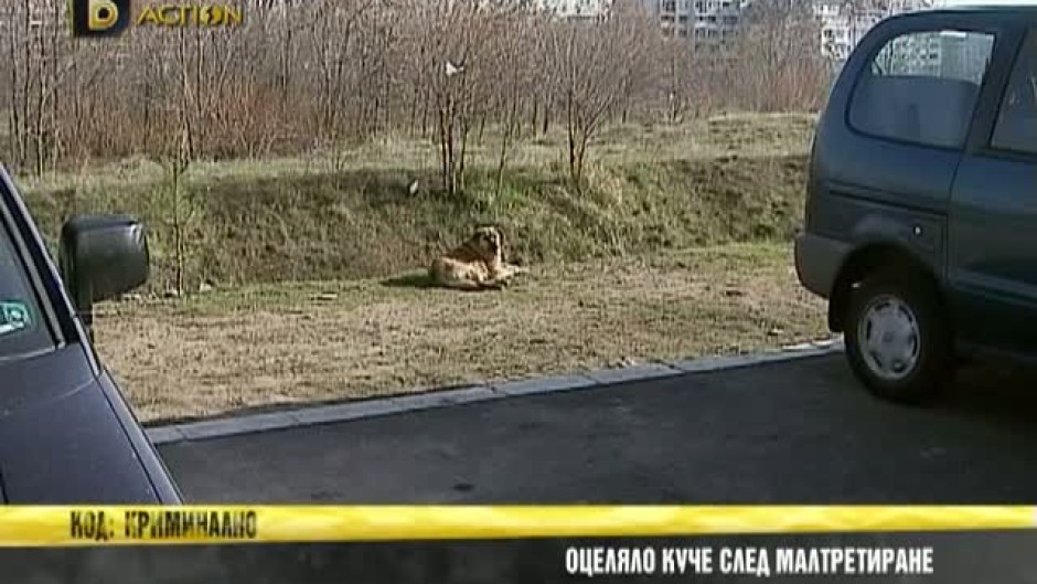 Код: Криминално - За хората и кучетата