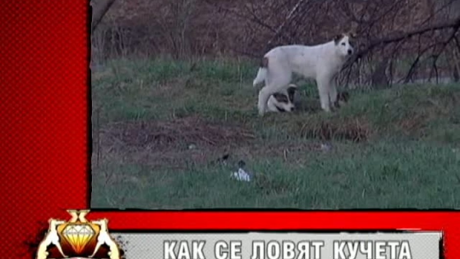 Очаквайте тази неделя от 20 ч. в Хрътките