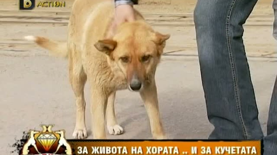 Хрътките: Хората и бездомните кучета