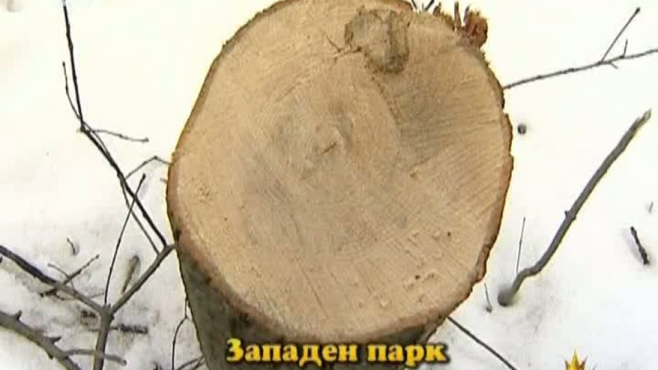 Господари на ефира: Незаконна сеч