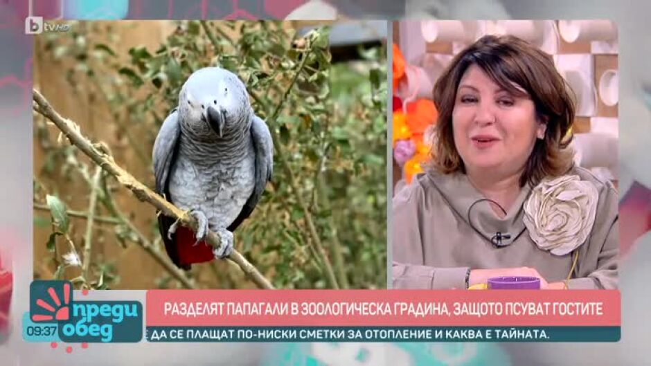 Говорим за... Папагали хулигани, които псуват хората