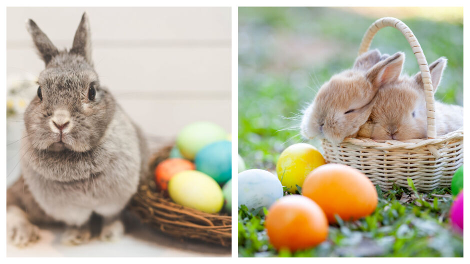 Великденският заек – какво общо има с Великден (ВИДЕО)