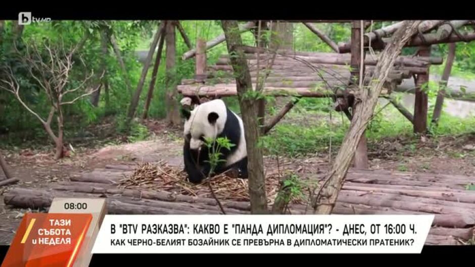 В "bTV разказва: Какво е "Панда дипломация"? - днес от 16 часа