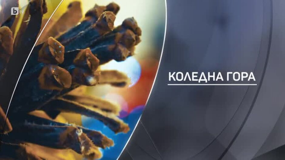 bTV Разказва: Коледна гора