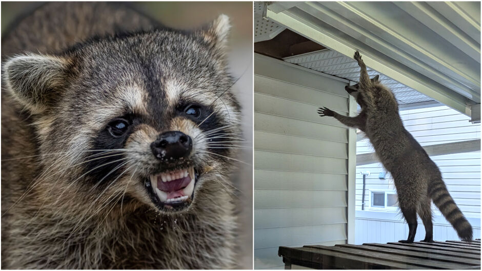 Пиян енот нахлу в магазин, намеси се полиция: Какви са последствията? (СНИМКИ)