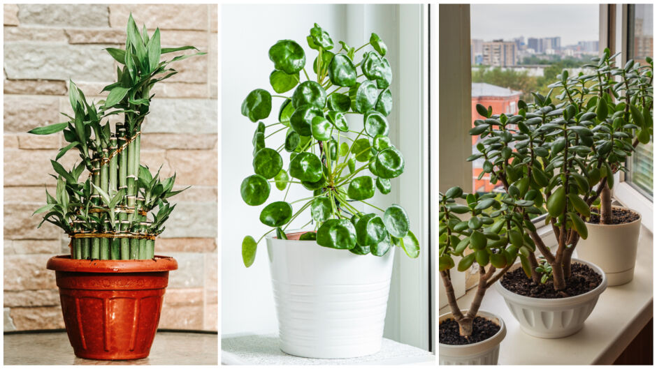 ТОП 5 „късметлийски“ стайни растения, с които да започнете годината позитивно (СНИМКИ)