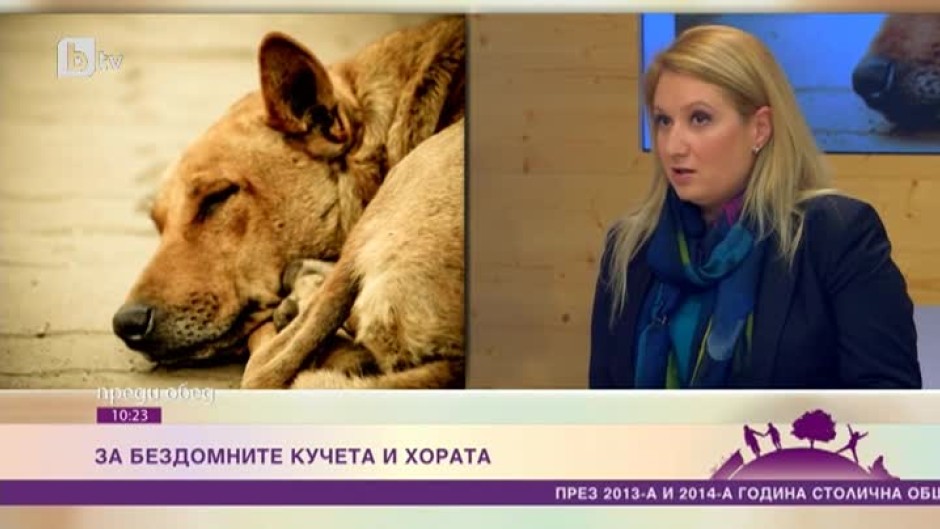 За бездомните кучета и хората