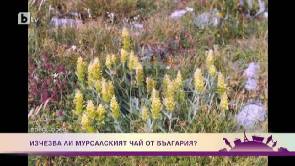 Изчезва ли мурсалският чай от България?