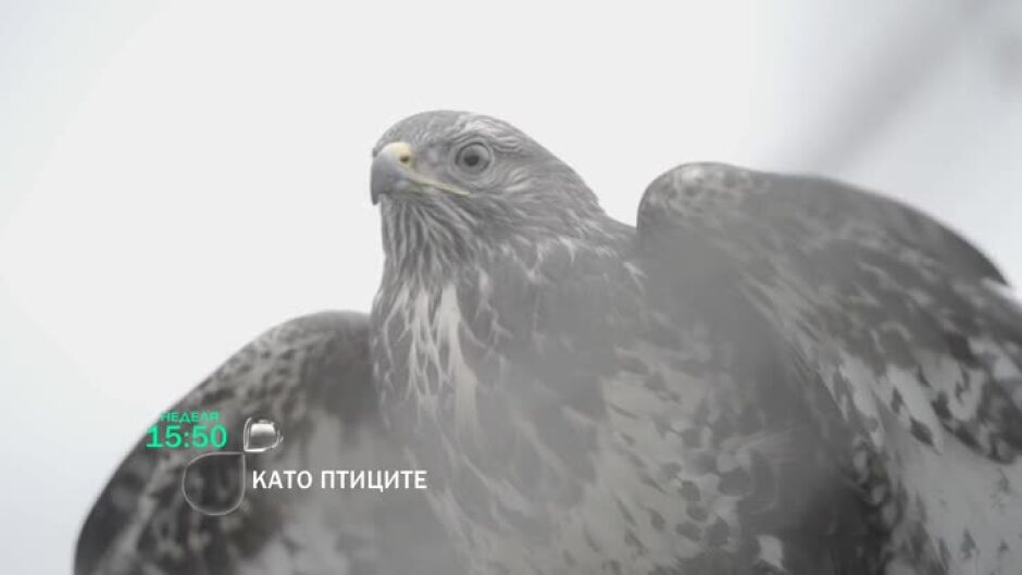 Гледайте "Като птиците" в неделя от 15:50 ч. по bTV