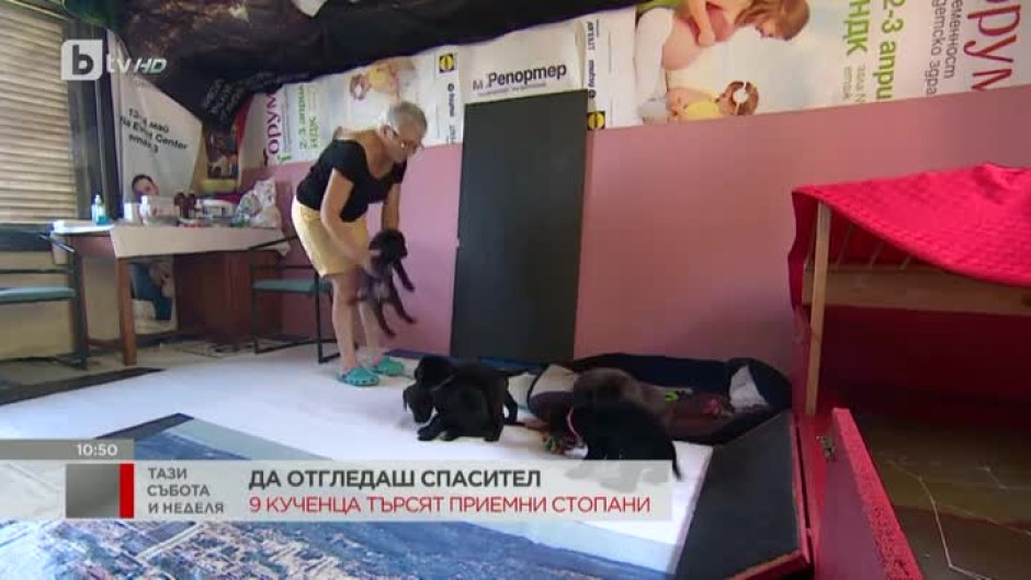Търсят се приемни стопани за бебета лабрадори, които ще станат кучета водачи на незрящи хора