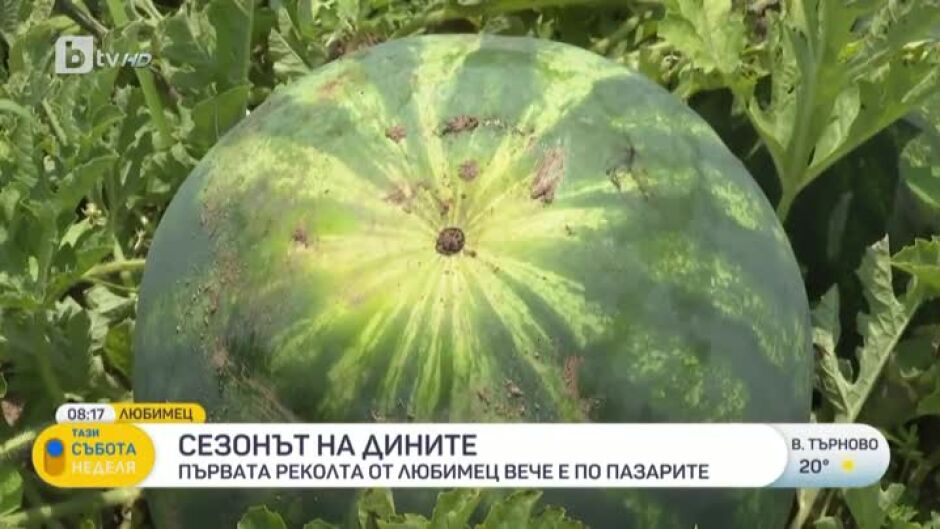 Първата реколта дини от Любимец вече е по пазарите