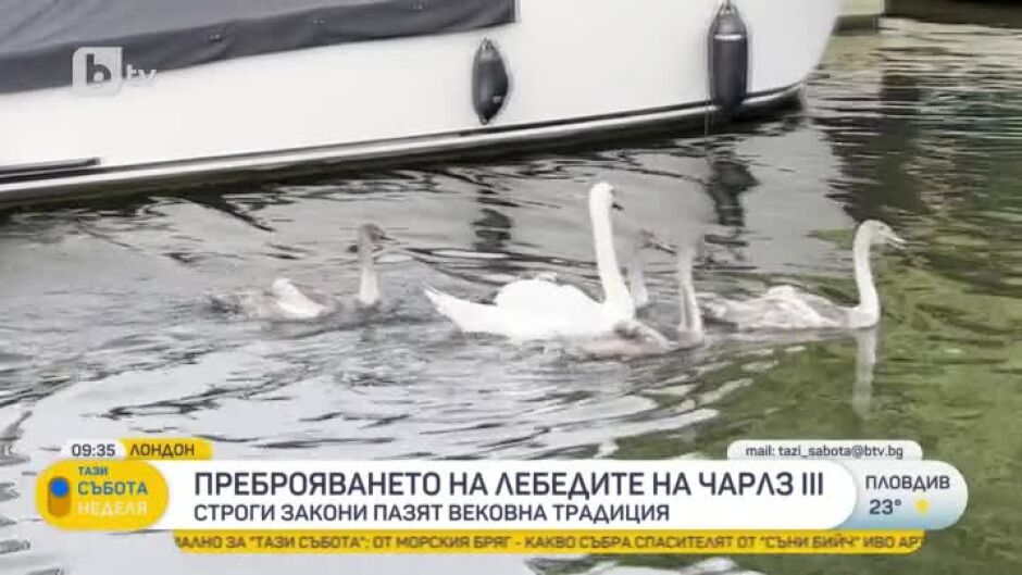 Всяка година в понеделника на третата седмица от юли се провежда церемония по преброяване и маркиране на лебедите на Чарлз III