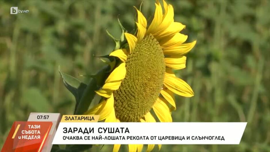 Заради сушата: Очаква се най-лошата реколта от царевица и слънчоглед