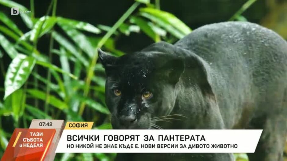 Всички говорят за пантерата