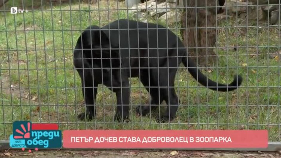 Петър Дочев става доброволец в зоопарка