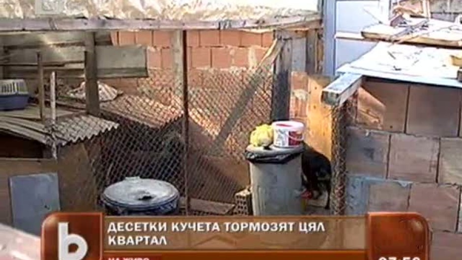 Десетки кучета тормозят цял квартал