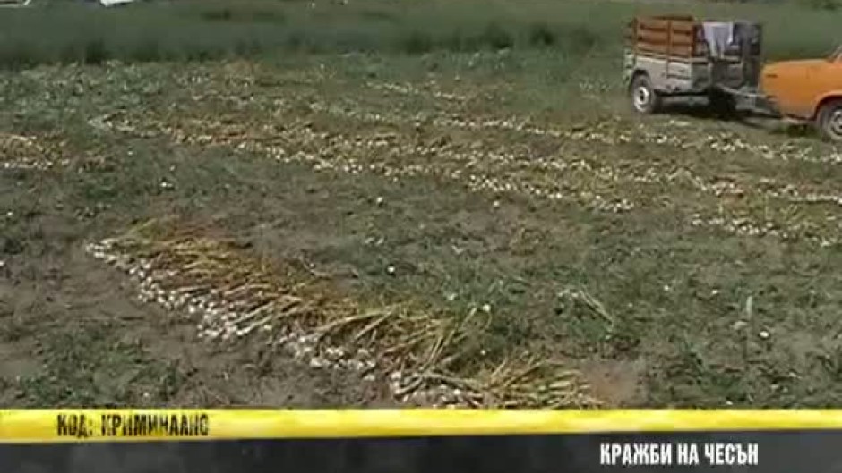 Масови кражби на чесън
