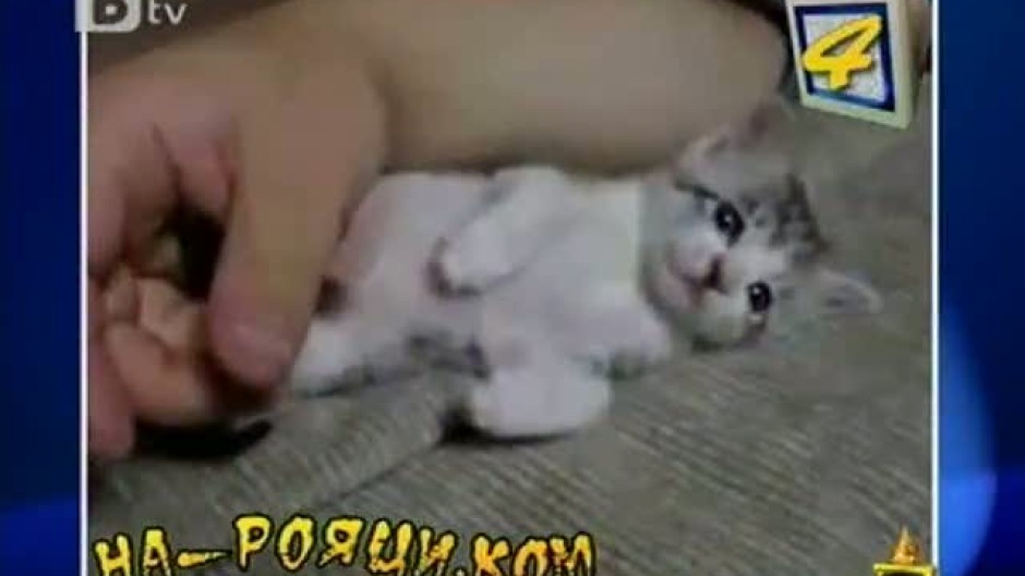 Котка телеманиак