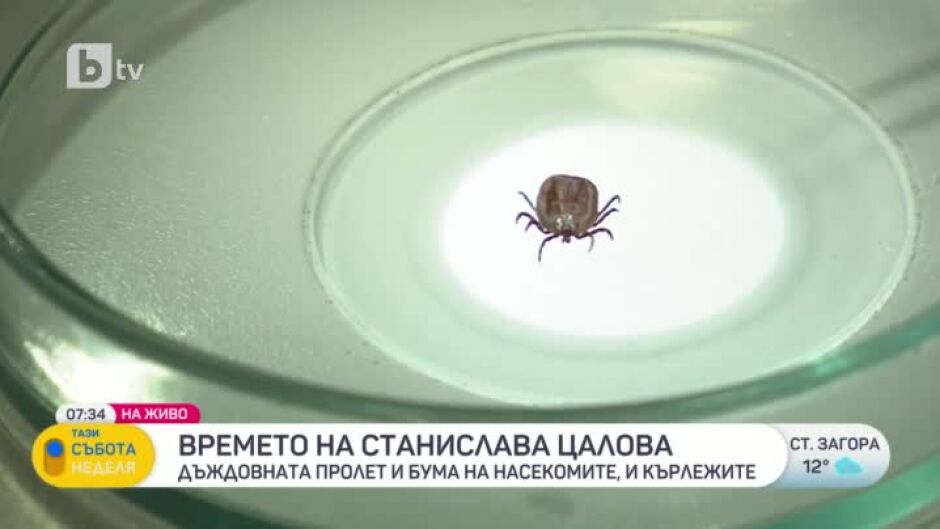 Как столична община се бори с бума на кърлежи?