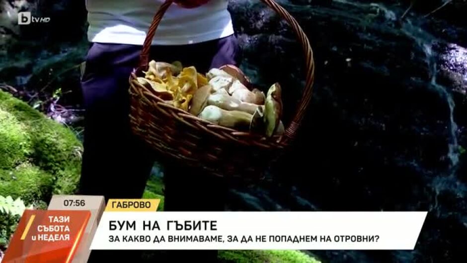 Бум на гъбите: За какво да внимаваме, за да не попаднем на отровни?