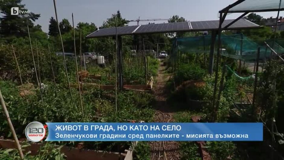 "Зелената седмица": Зеленчукови градини сред панелките - мисията възможна