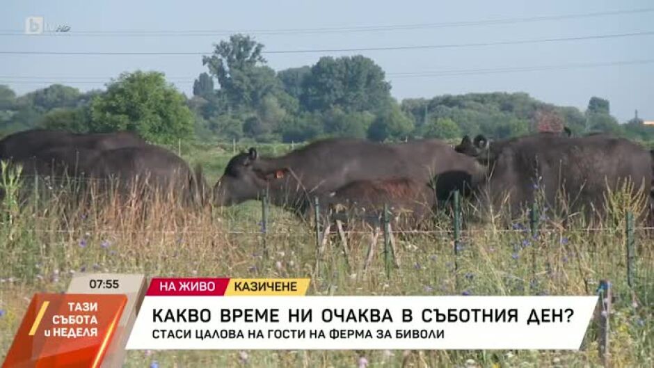Стаси Цалова е на гости във ферма за биволи