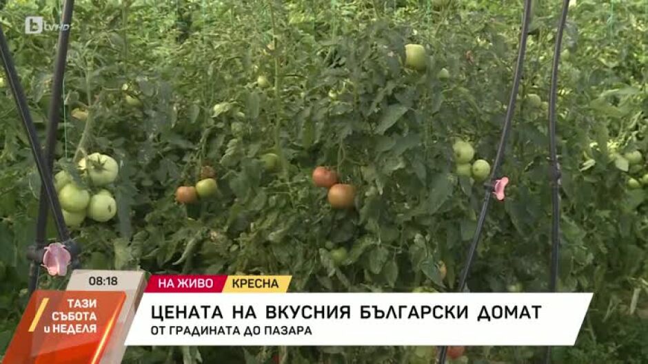 Ниска изкупна цена на българските зеленчуци