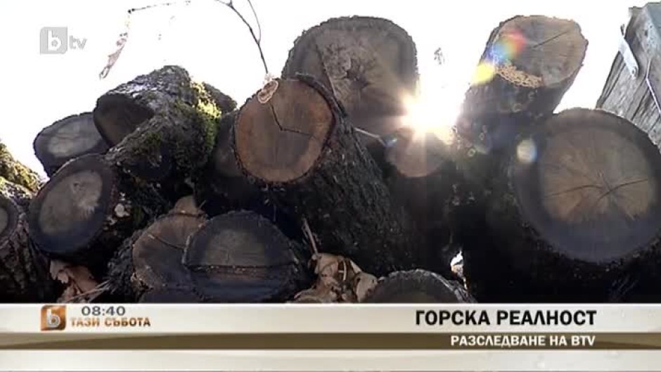 По следите на нарушителите, които секат гората незаконно