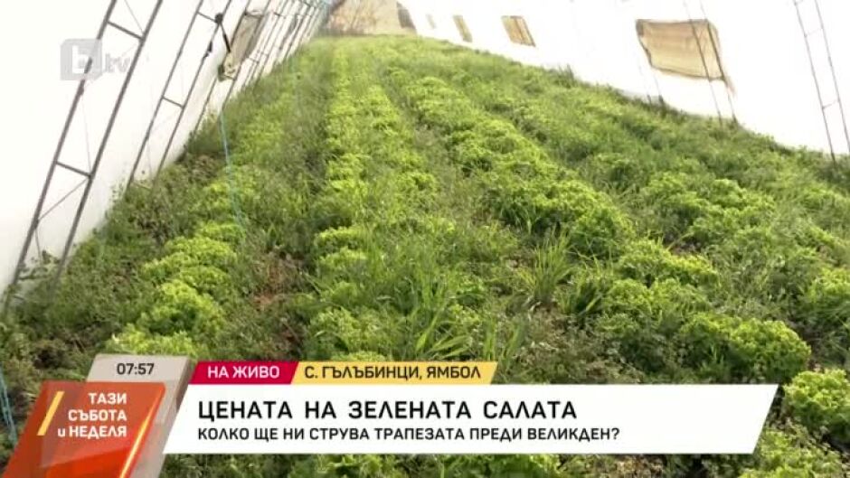 Каква е цената на зелената салата?