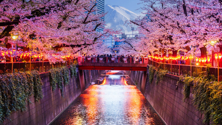 Къде в света казват най-често "не?" (ВИДЕО)