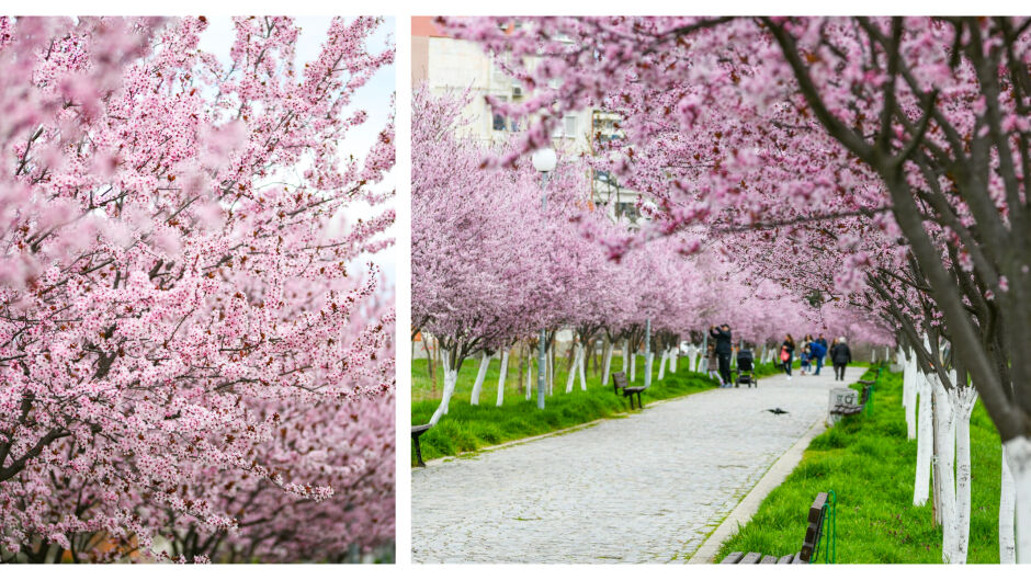 Това място се намира в България, но ще ви накара да се почувствате като в Япония (СНИМКИ)