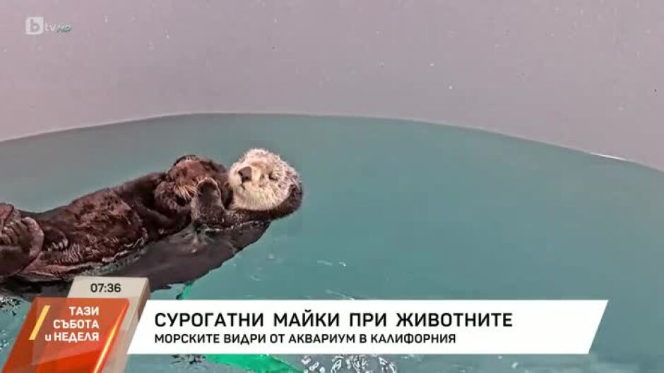 Търсят се приемни майки за… видри