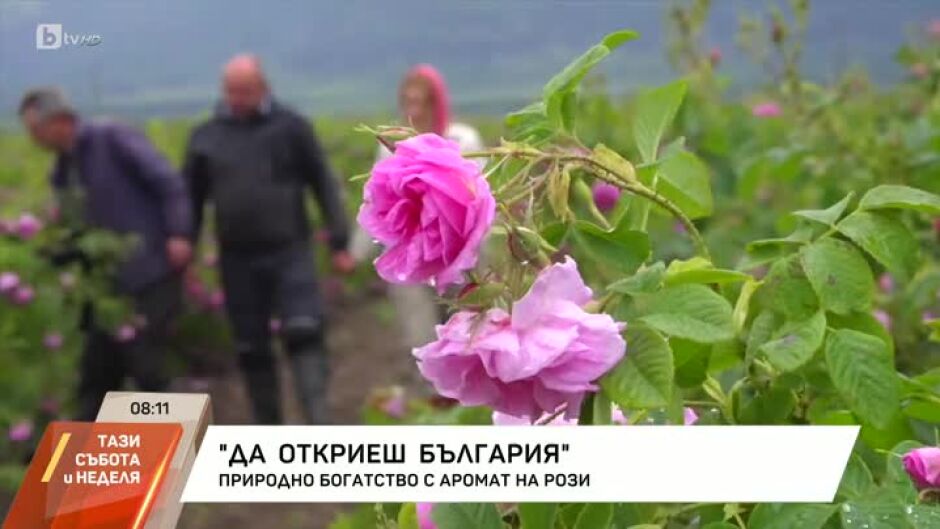 „Да откриеш България“: Природно богатство с аромат на рози