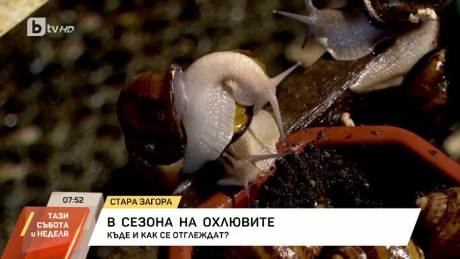 В сезона на охлювите