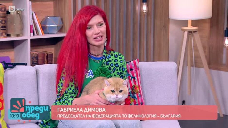 Как се отглеждат 11 котки, които печелят състезания?