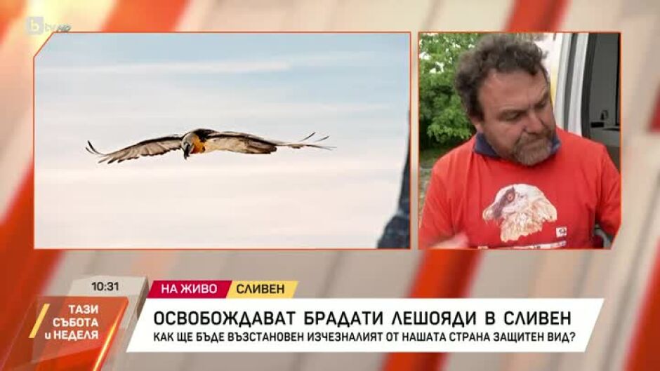 Освобождават брадати лешояди в Сливен