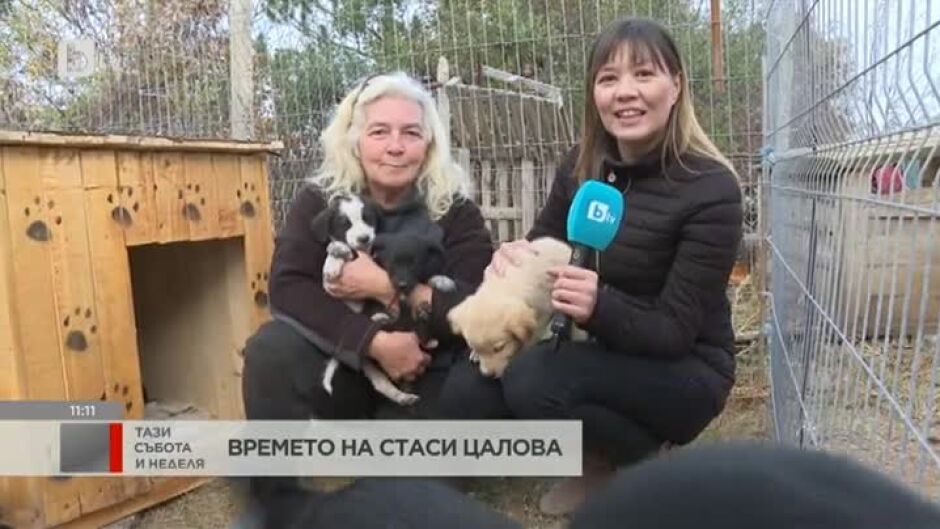 Как да осиновим кученце?