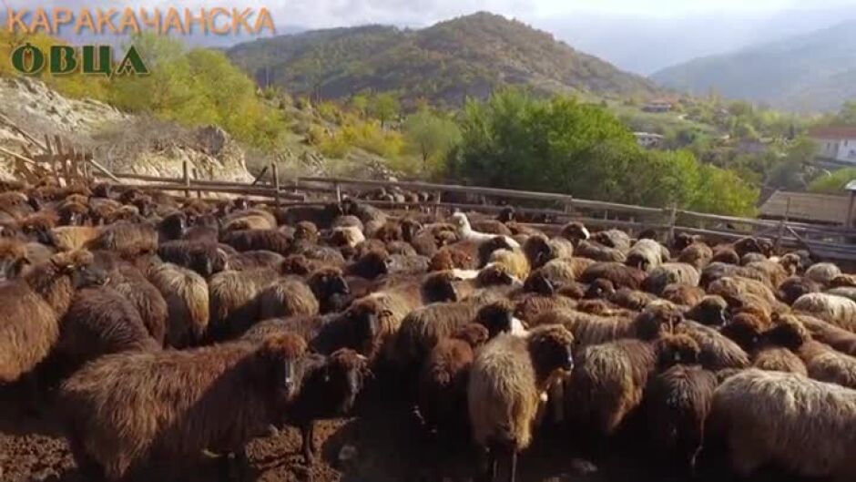 Каракачанска овца