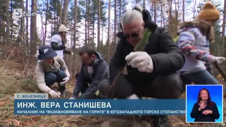Треньорите в "Гласът на България" засадиха бели борове