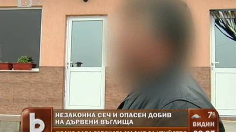 Как дървената мафия "изпира" дървесина?