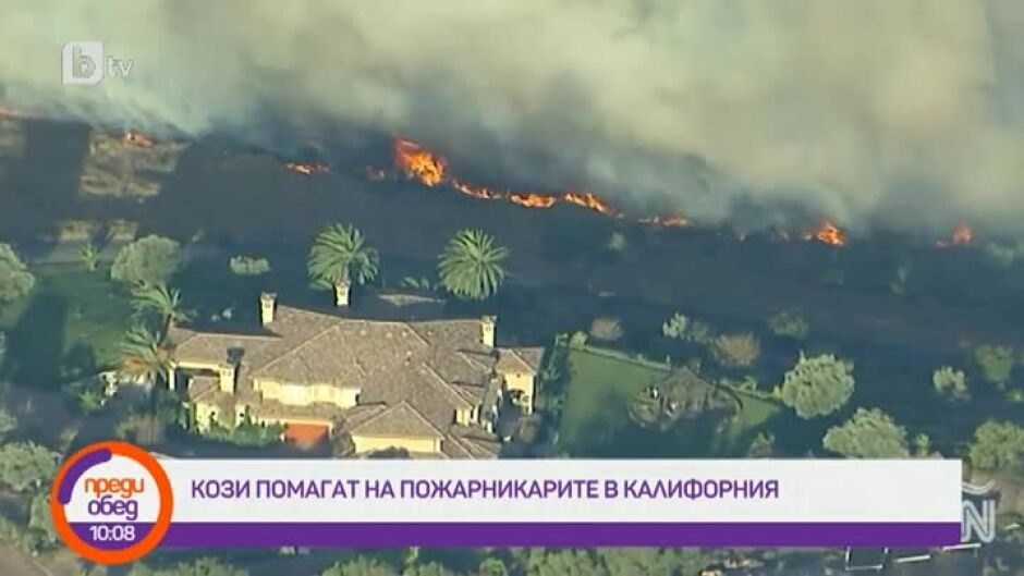 Говорим за... кози помагат на пожарникарите в Калифорния