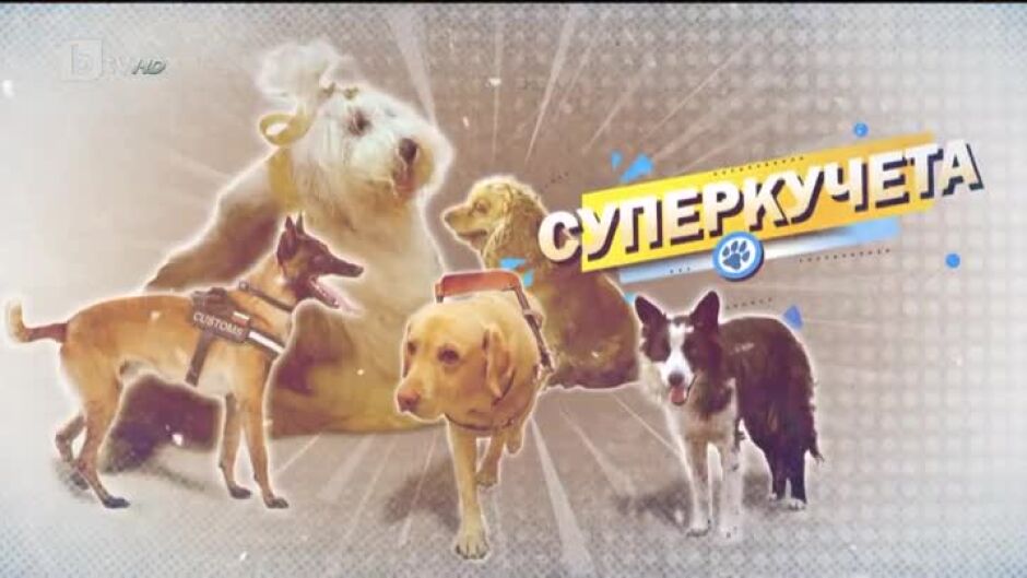 bTV Репортерите: "Суперкучета"