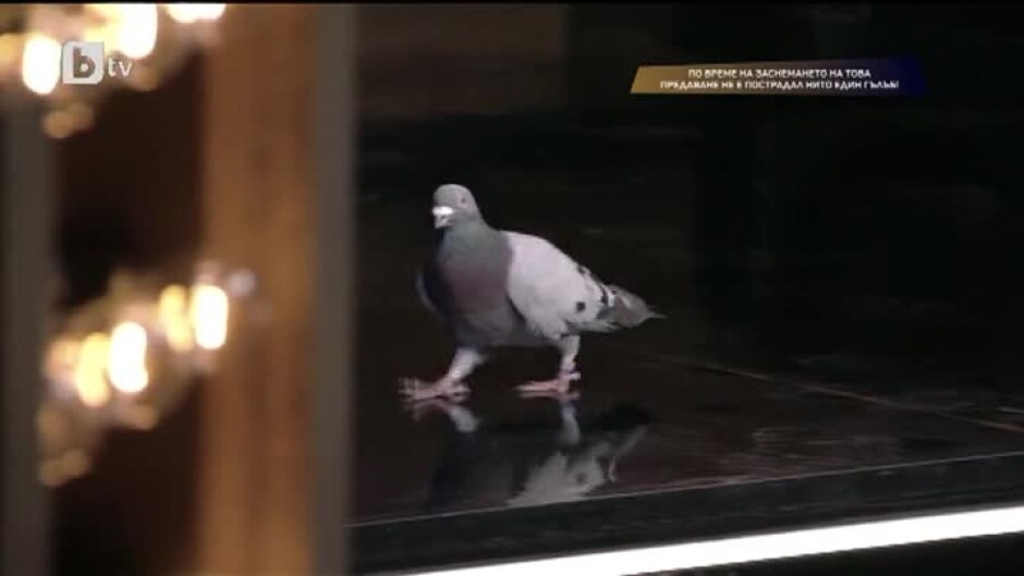 Оцелява ли гълъб в офисна среда?