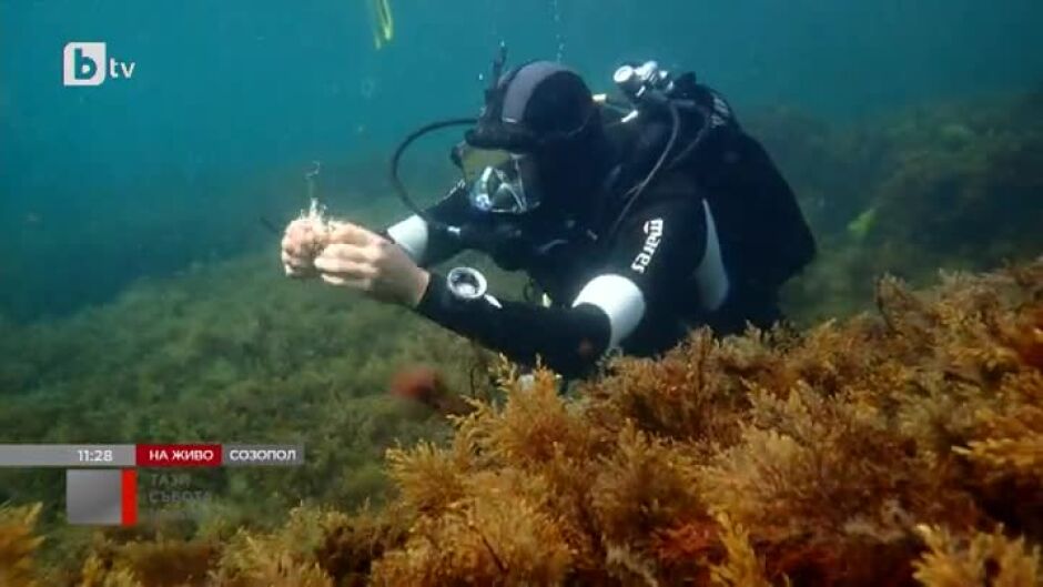 На какви находки са попаднали водолазите край Созопол?