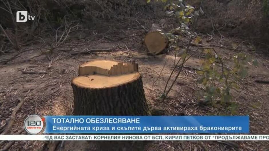 Енергийната криза и скъпите дърва активизираха бракониерите