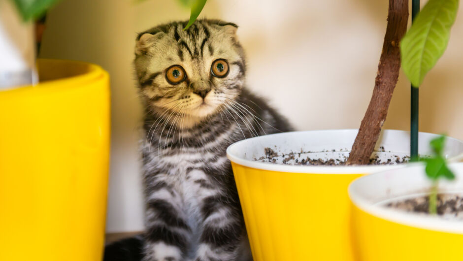 Това са най-отровните растения за котки