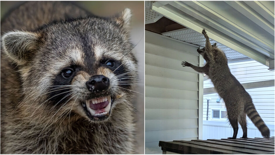Пиян енот нахлу в магазин, намеси се полиция: Какви са последствията? (СНИМКИ)