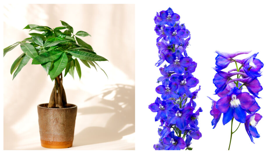 Вече е ясно кое е растението и цветето на 2026 - символи на късмет, пари и ново начало