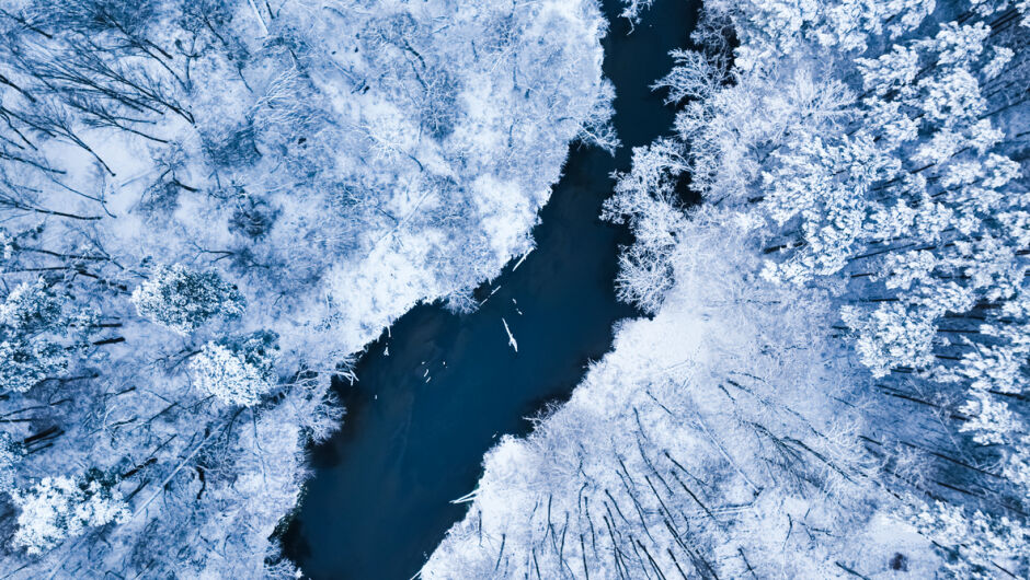 Дървета експлоадират от студ! (ВИДЕО)